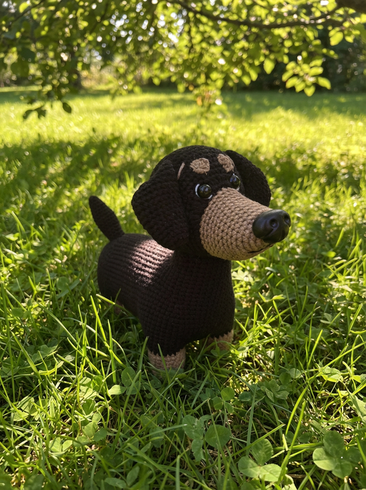 Daisy the Dashshund